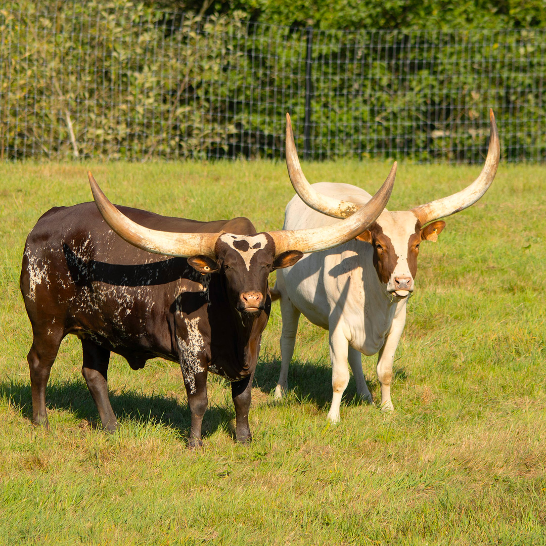 GVZOO Animals
