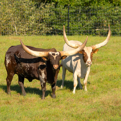 Mabel (left) and Eleanore (right)