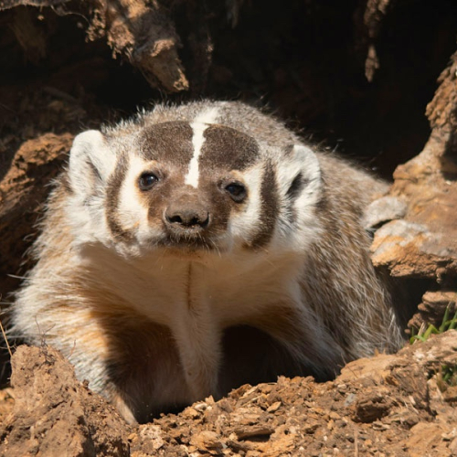 GVZOO Animals
