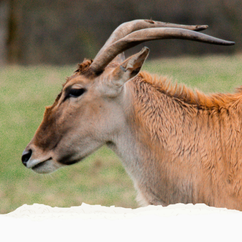 GVZOO Animals