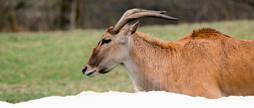 GVZOO Animals
