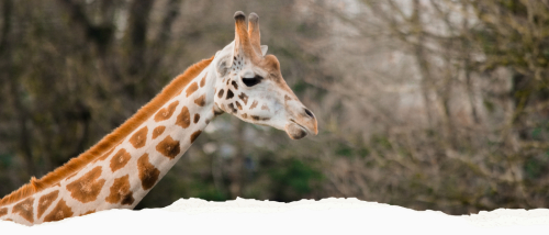 GVZOO Animals