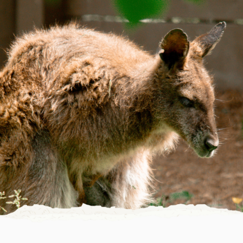 GVZOO Animals
