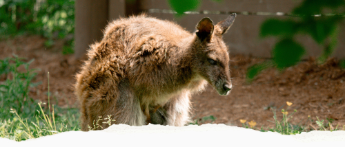 GVZOO Animals