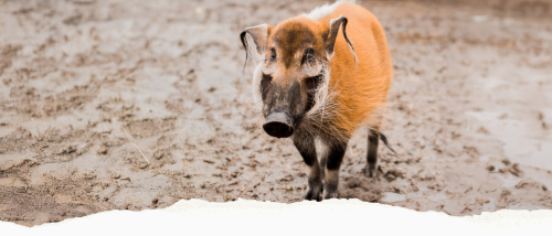 GVZOO Animals