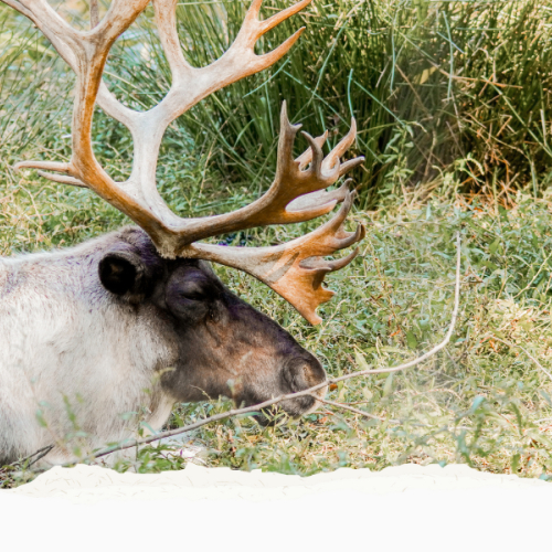 GVZOO Animals