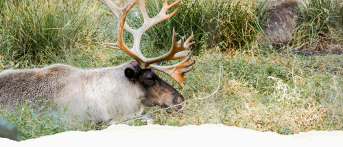 GVZOO Animals