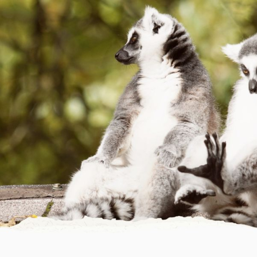 GVZOO Animals
