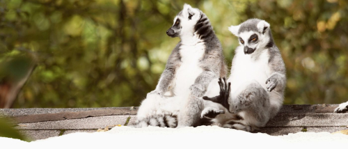 GVZOO Animals