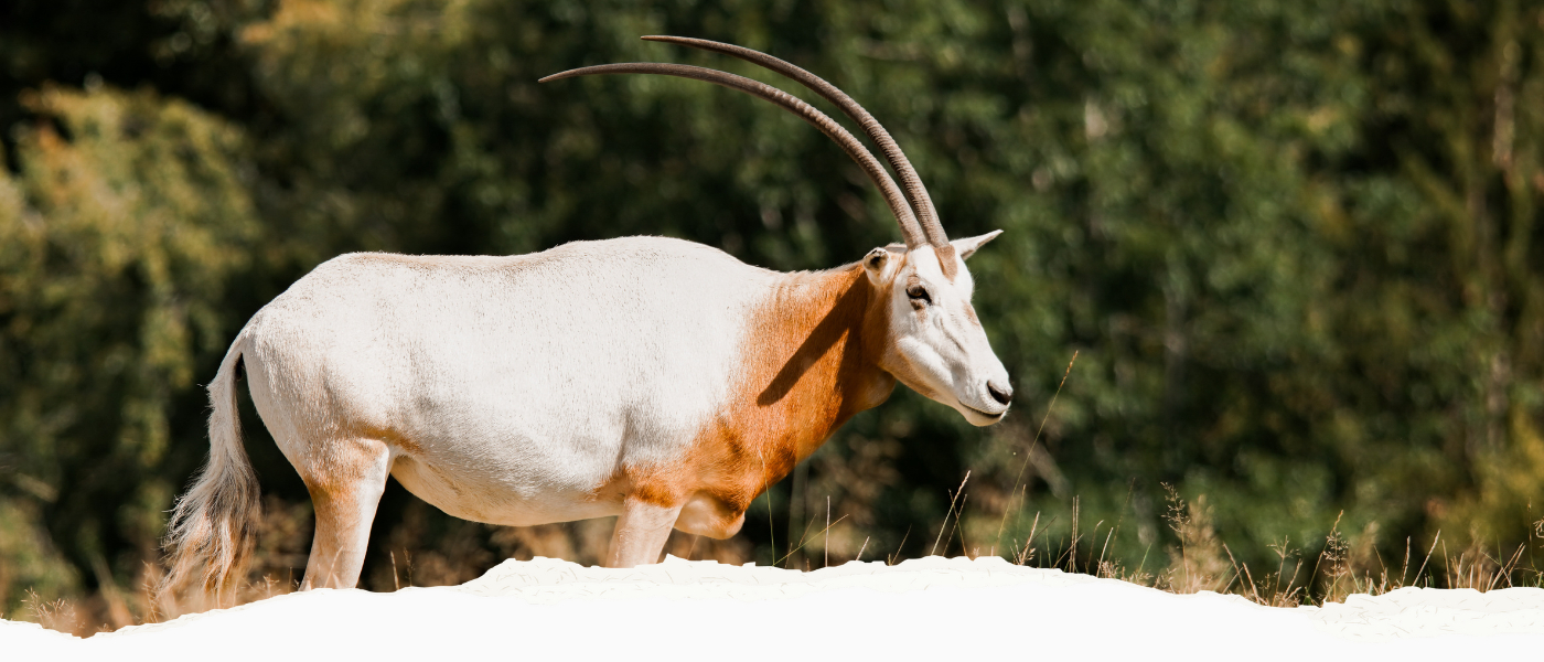 GVZOO Animals