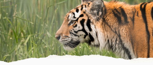 GVZOO Animals