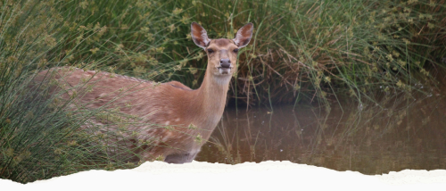 GVZOO Animals