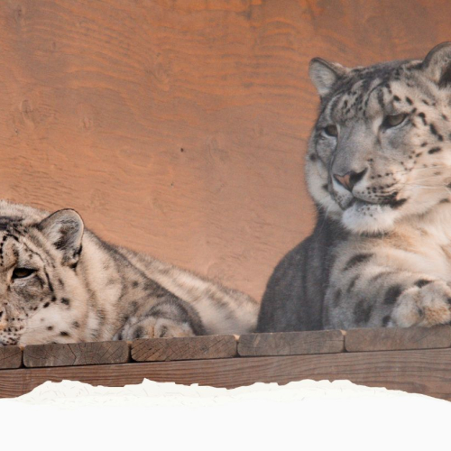 GVZOO Animals