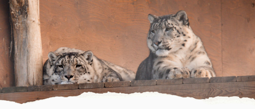 GVZOO Animals