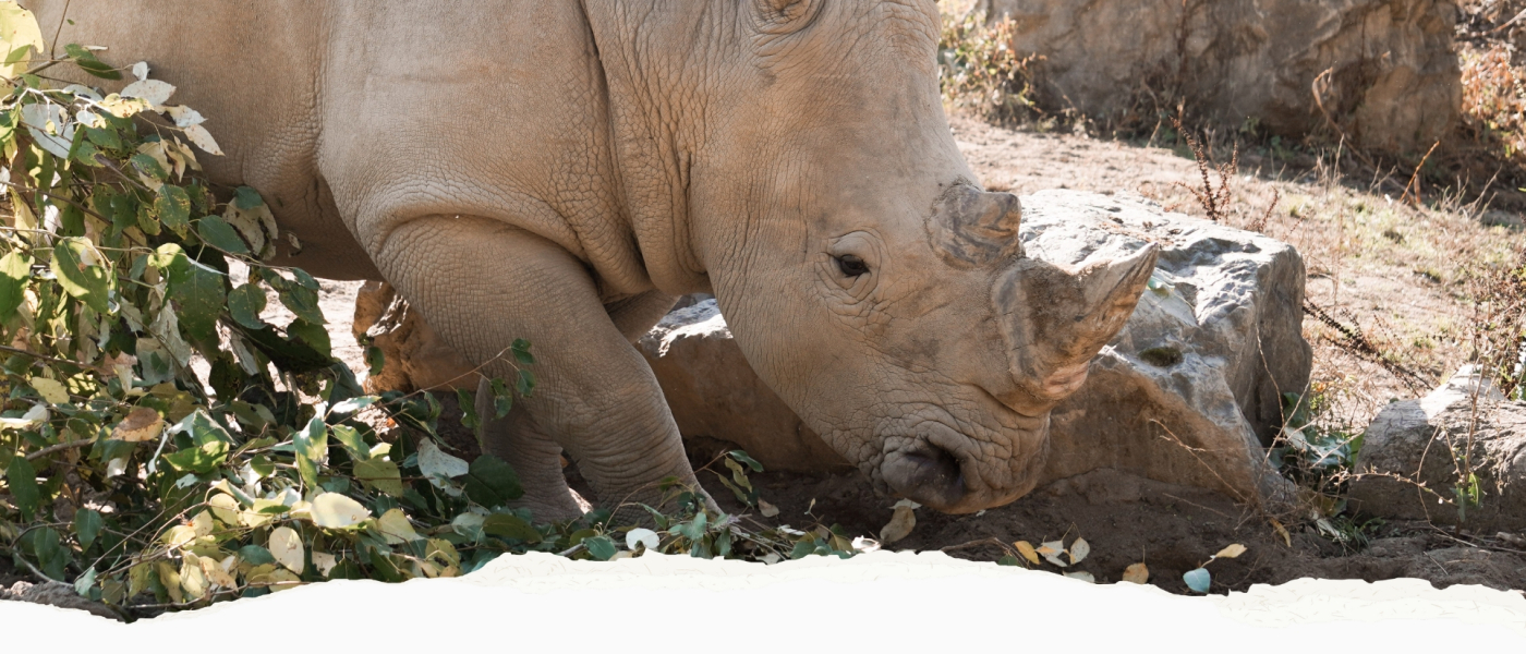Southern White Rhinoceros