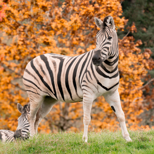 GVZOO Animals