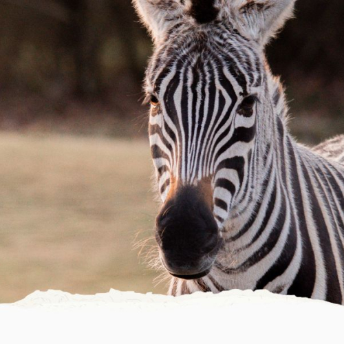 GVZOO Animals