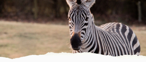 GVZOO Animals