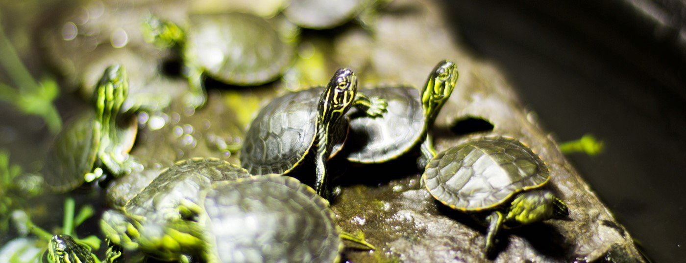 Western Painted Turtle Greater Vancouver Zoo