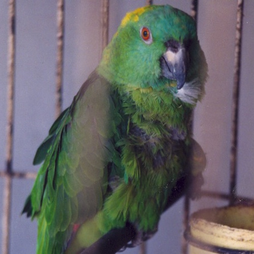 Guatemalan YellowNaped Amazon Parrot Greater Vancouver Zoo